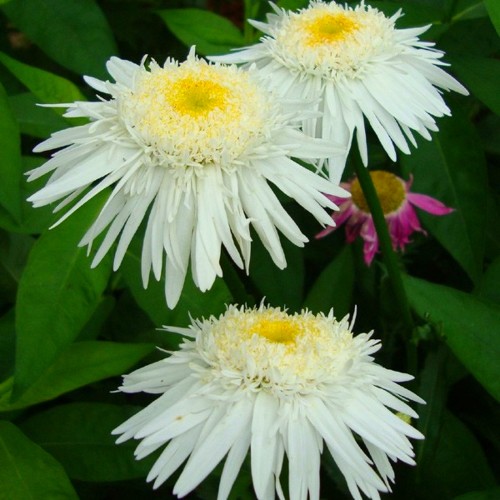 Leucanthemum superbum 'Real Glory' - Suureõieline härjasilm 'Real Glory' P9/0,55L